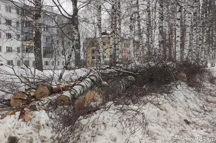 Birch trees planted by families of pilots were cut down in Pobedilovo