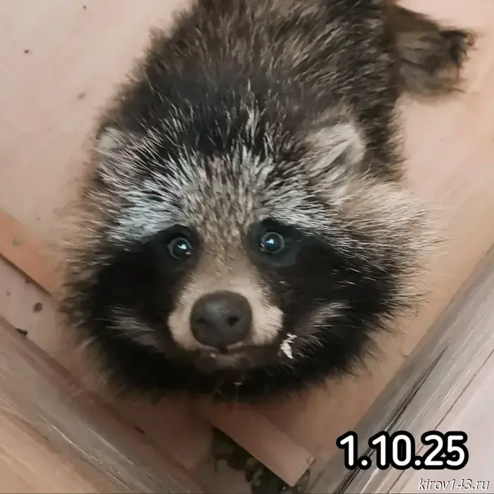 В «Большом гнезде» поделились информацией о состоянии енотовидной собаки.