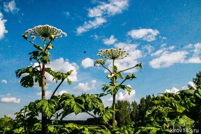 In the Kiknur district, they will exterminate hogweed for 138 thousand rubles.