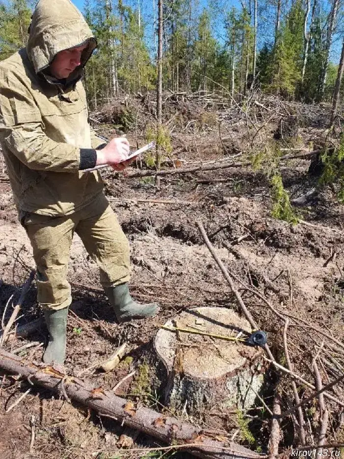 In the Arbazhsky District, a lessee will pay more than 1.6 million rubles for illegal logging.