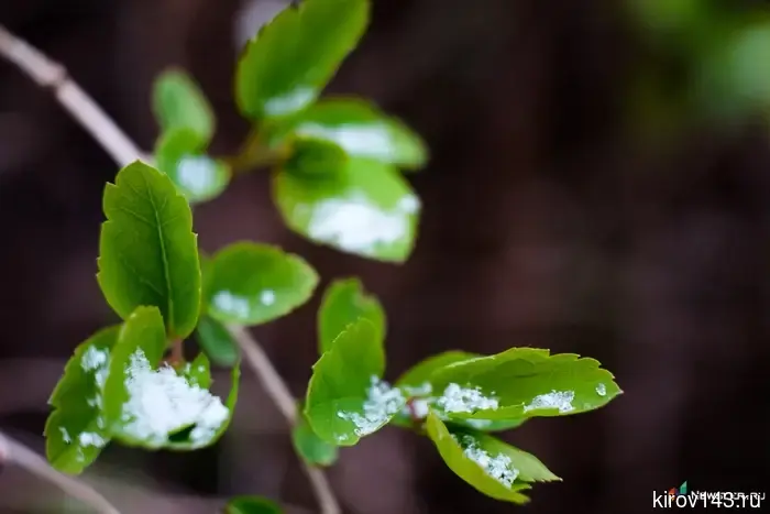 В Кировской области возможны заморозки на поверхности почвы.