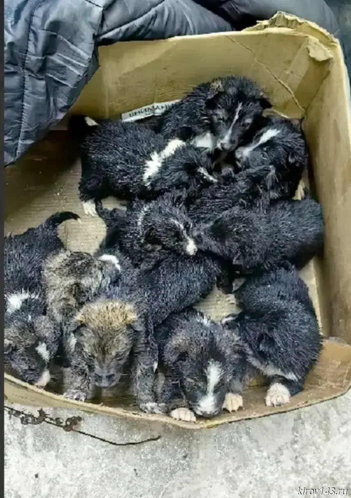 A box containing 11 puppies was left at the gates of the shelter in Kotel'nich.