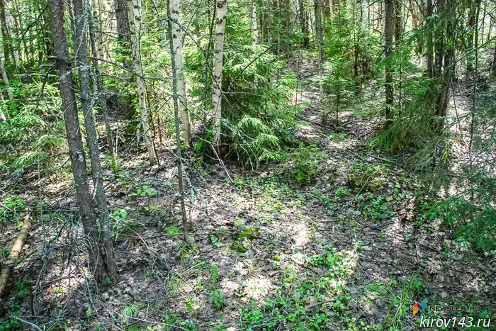 The 8-year-old boy who went missing in the forest has been found.