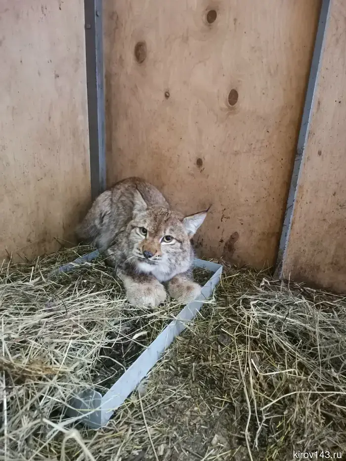 В «Большом гнезде» сообщает о состоянии пойманного рысенка.