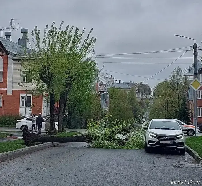 A tree that fell on the road was sawn through
