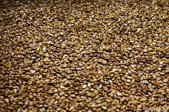 Из Кировской области в Беларусь впервые за год отправлены семена льна.