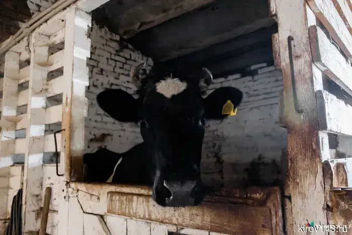 Kirovstat: milk yield per cow in March increased to 812 kg, egg production — 106.4%