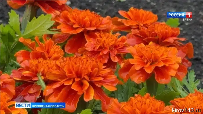 В Кирове планируют высадить более 34 тысяч цветов