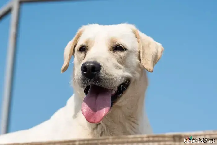Kirov will get new dog-walking areas.