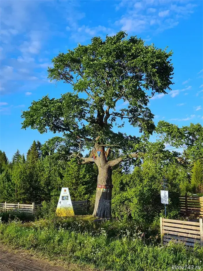 Kirov residents are encouraged to vote for the longstanding vine participating in the All-Russian competition.