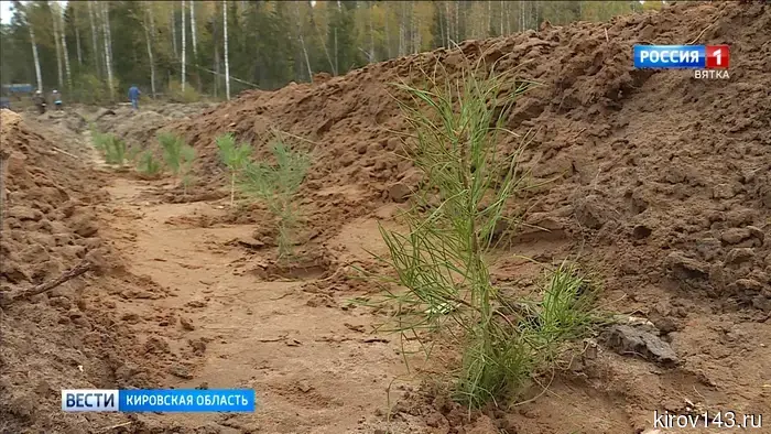 В Кировской области восстановят 39 тысяч гектаров леса