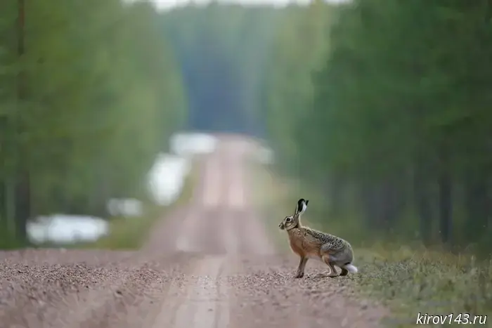 In May, moose and a hare were hit by vehicles in the Kirov region.