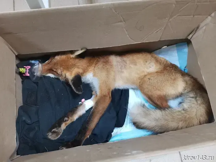 A fox cub and a kite arrived at the "Big Nest" center.