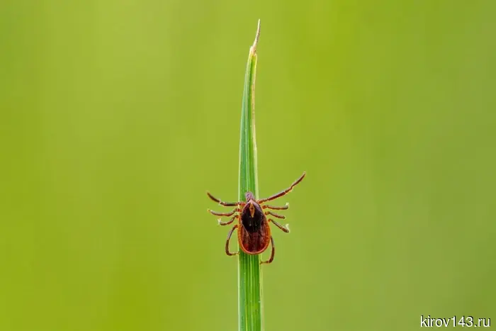 Rospotrebnadzor: The risk of tick-borne encephalitis infection has increased throughout the Kirov region.