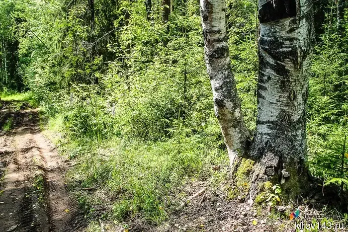 Грибы из Кирова были отправлены в Корею.