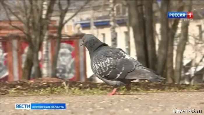 Мошенники представляются волонтерами центра «Большое гнездо»