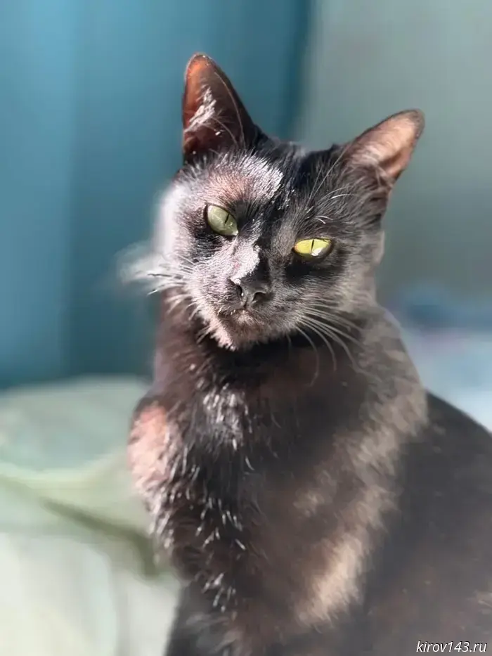 Buba: the cat who became AstroBuba