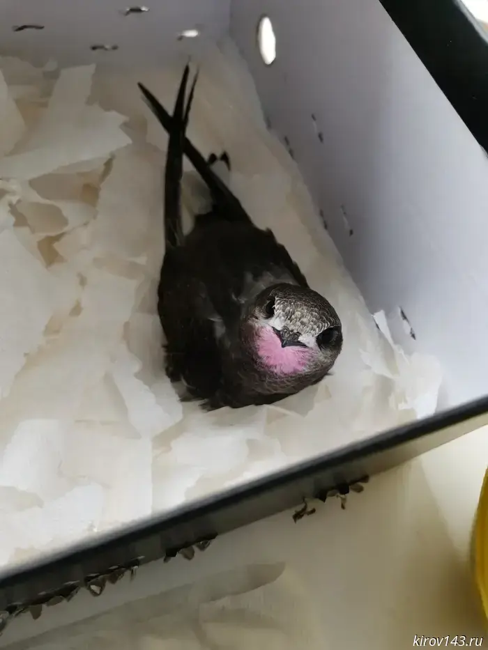 In "The Big Nest," they explained how to properly save swifts.