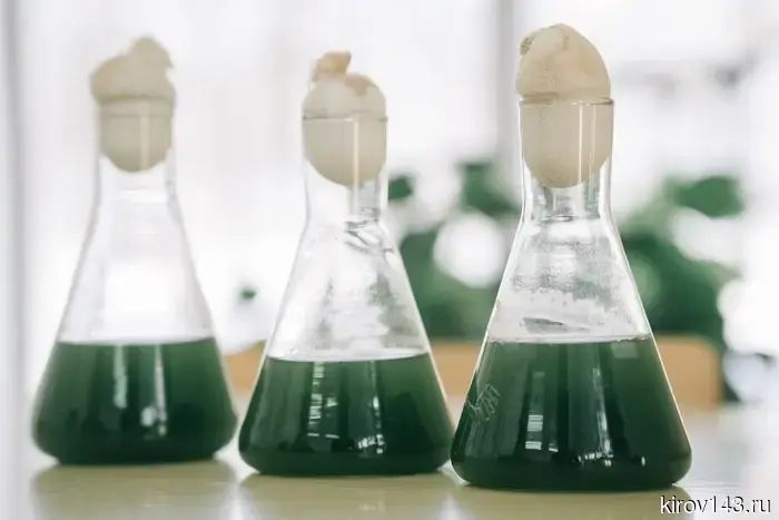 Молодой исследователь из ВятГУ осуществила уникальное исследование, результаты которого смогут способствовать решению важной экологической проблеме.