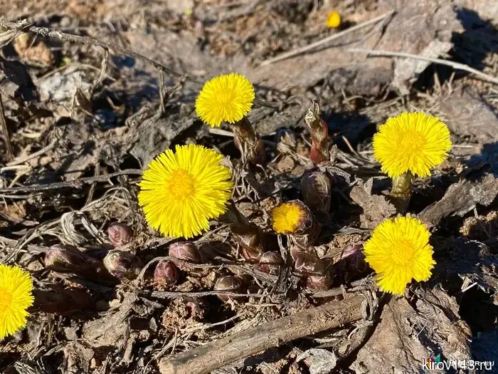 К следующему вторнику в Кирове ожидается повышение температуры.