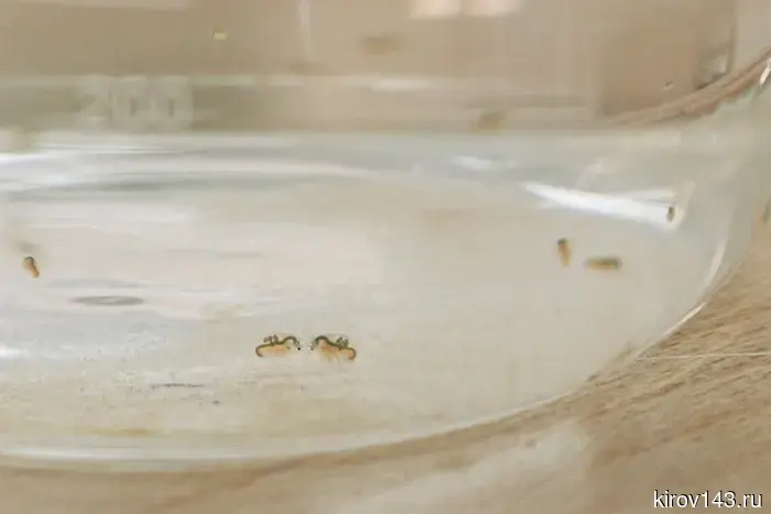 Молодой исследователь ВятГУ осуществила уникальное исследование, результаты которого могут способствовать решению насущной экологической проблемы.