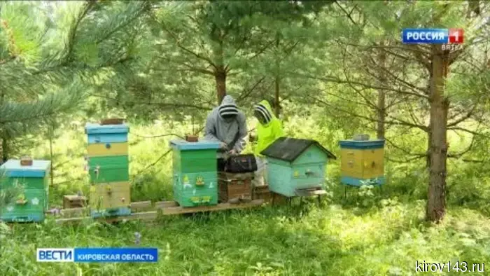 Пчеловоды Кировской области собирают урожай мёда