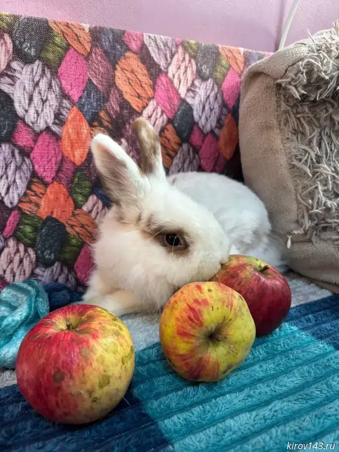A home is being sought for a rabbit in Kirov.