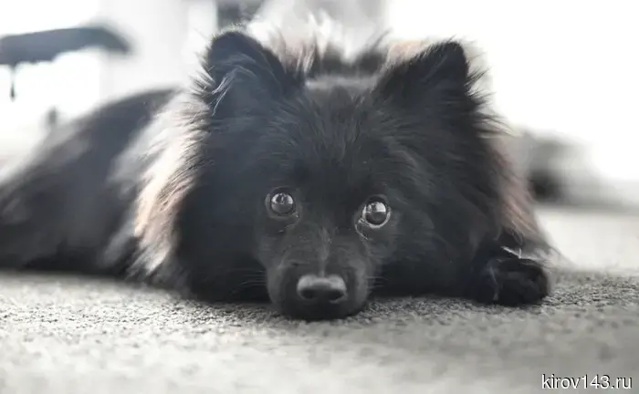 «Мини»-собака — это не игрушка. Взгляд кинолога.