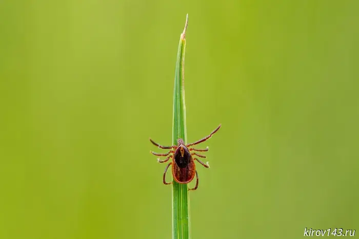 During the week, more than 2.8 thousand residents of the region suffered from tick bites.