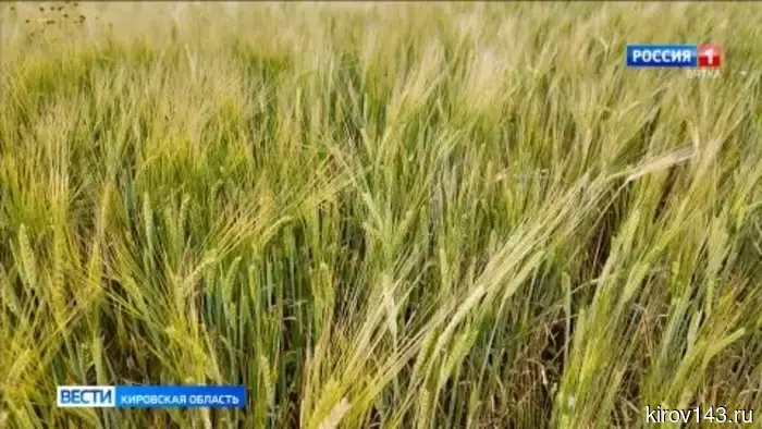 Аграрии Кировской области готовятся к сбору урожая зерновых.