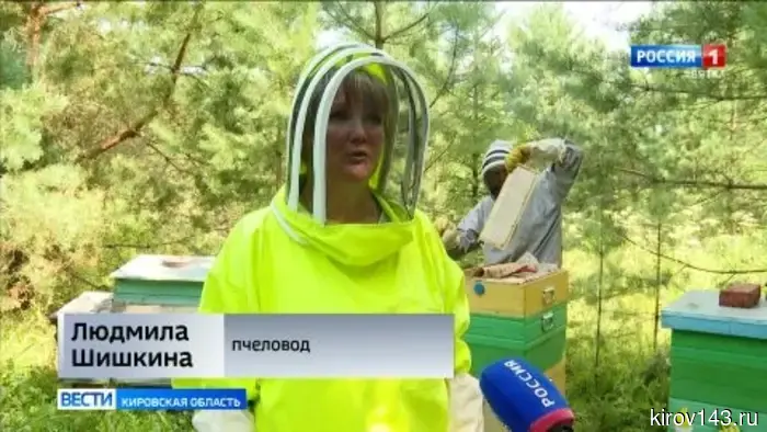 Пчеловоды Кировской области собирают урожай мёда