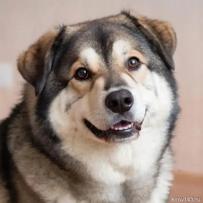Сотрудники регионального МЧС помогли собаке, упавшей в овощную яму