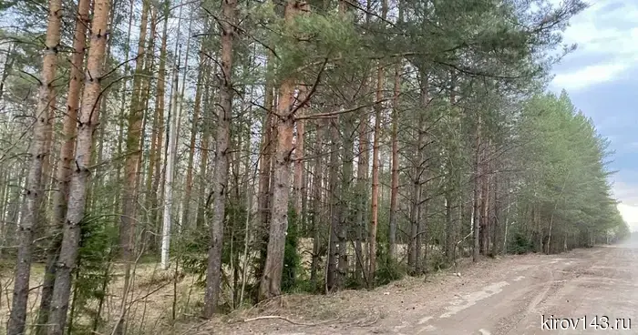 Прокуратура Кировской области потребовала вернуть государству 100 га леса