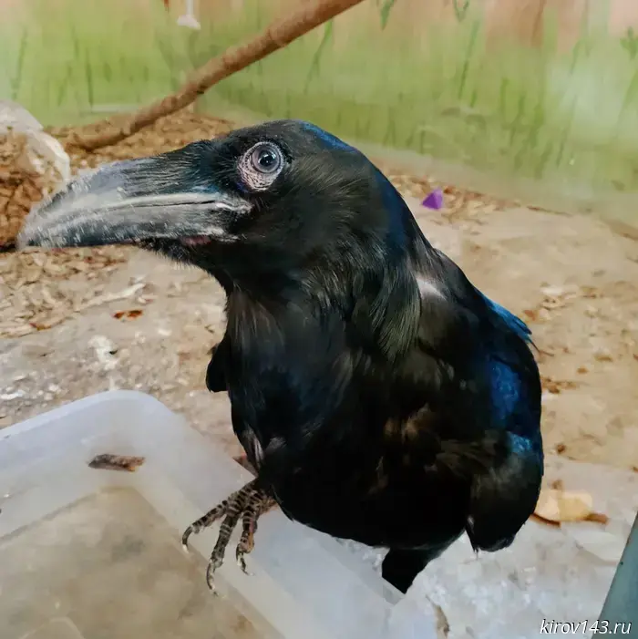 Kirov raven may get the name "Cracker"