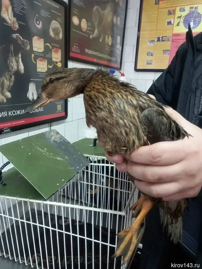 In the Kirov region, they are vaccinating decoy ducks.