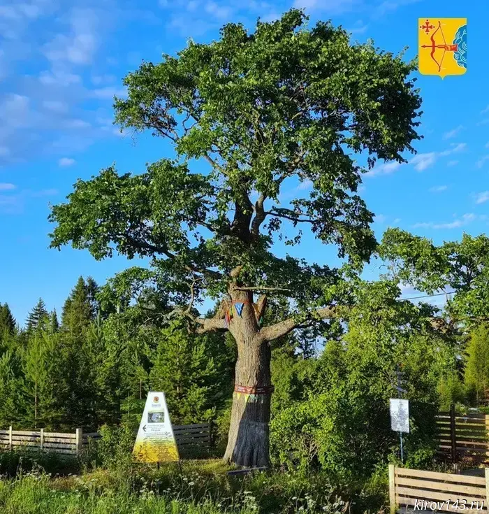 The Kirov Elm took 11th place in the "Russian Tree of the Year" competition.