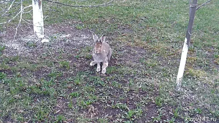 Stepan the hare became the hero of the Kirov public