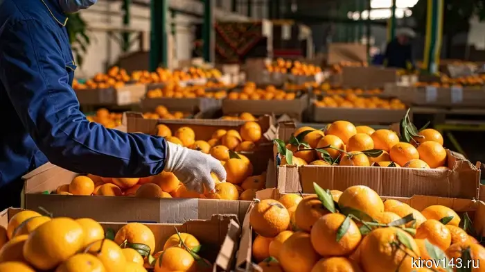 In Kirov, a pest was found in mandarins from Morocco.