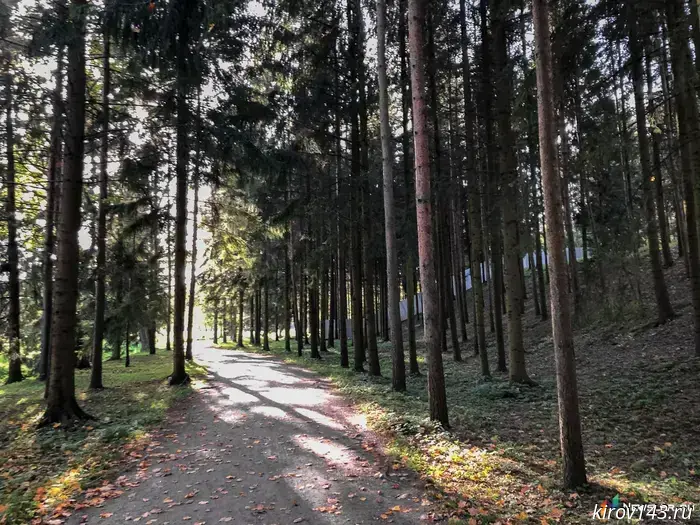 In Nagorsk, the tenant of a forest plot will pay more than 200,000 rubles for illegal logging.