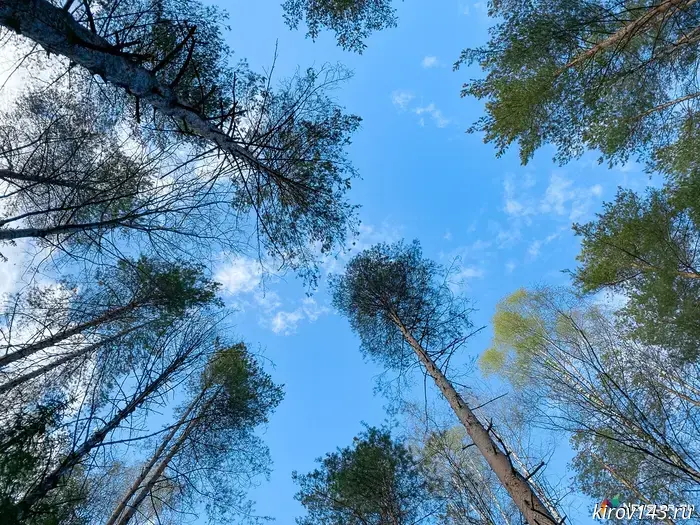 A fire prevention regime has been introduced in the Kirov region: residents of Kirov are restricted from visiting the forests.