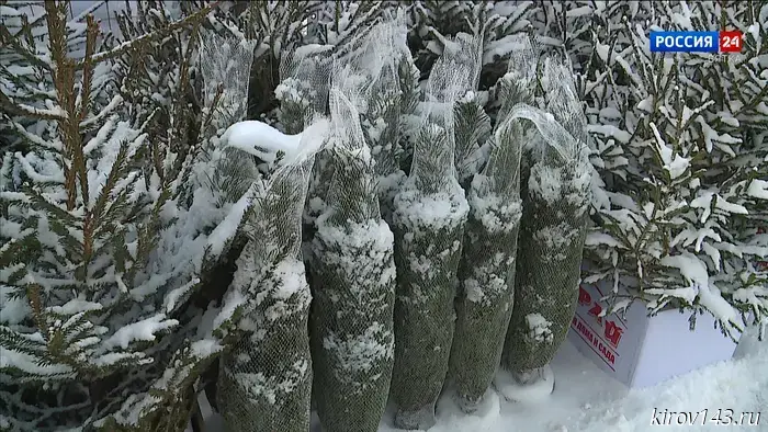 В Кирове начали работу девять ёлочных базаров