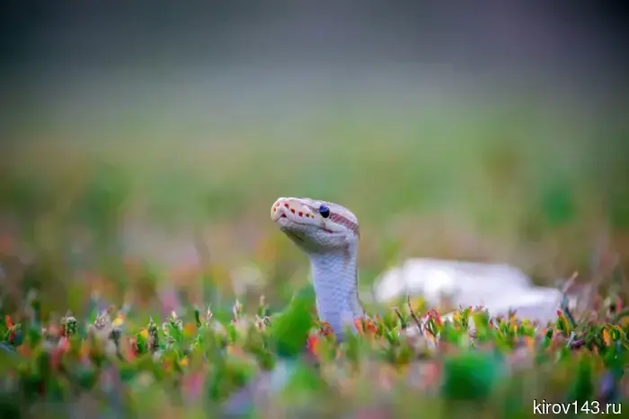 Kirov residents were warned about snakes.