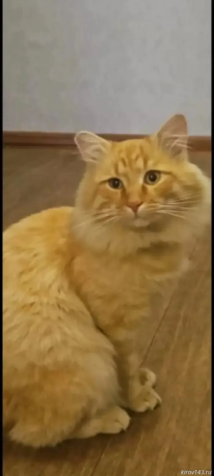 Kirov residents are asked to help with the search for fluffy red Stepan