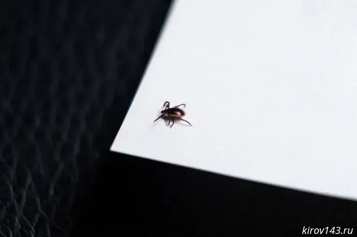 In Kirov Oblast, more than 3,500 hectares were treated for ticks.