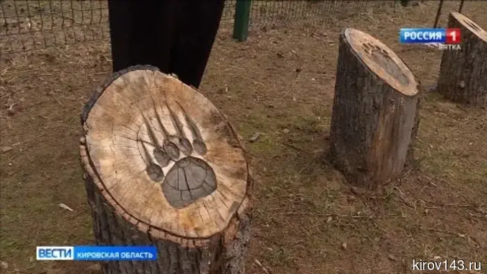 В Фаленках создано школьное лесничество «Юные лесоводы»