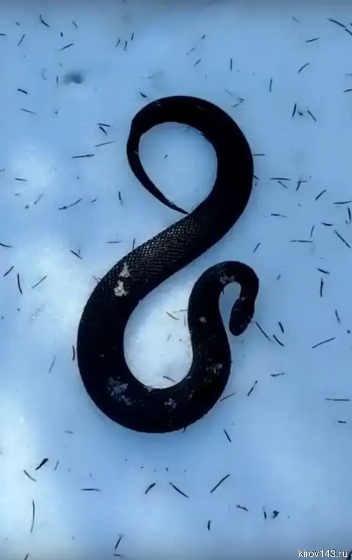 В Кировской области активировалась гадюка.