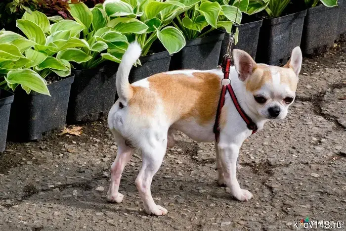 Домашних животных планируют объединить в один реестр.