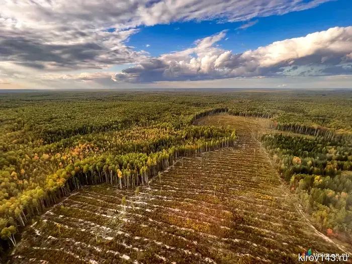A criminal case has been initiated in the Sanchursky district for illegal logging amounting to 350 thousand.