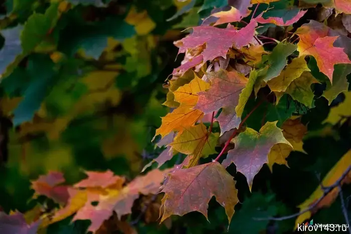The weather forecast for Kirov on November 25 is known.