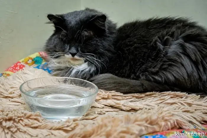 Ветеринары: кот, который не пьет, приносит печаль в дом.